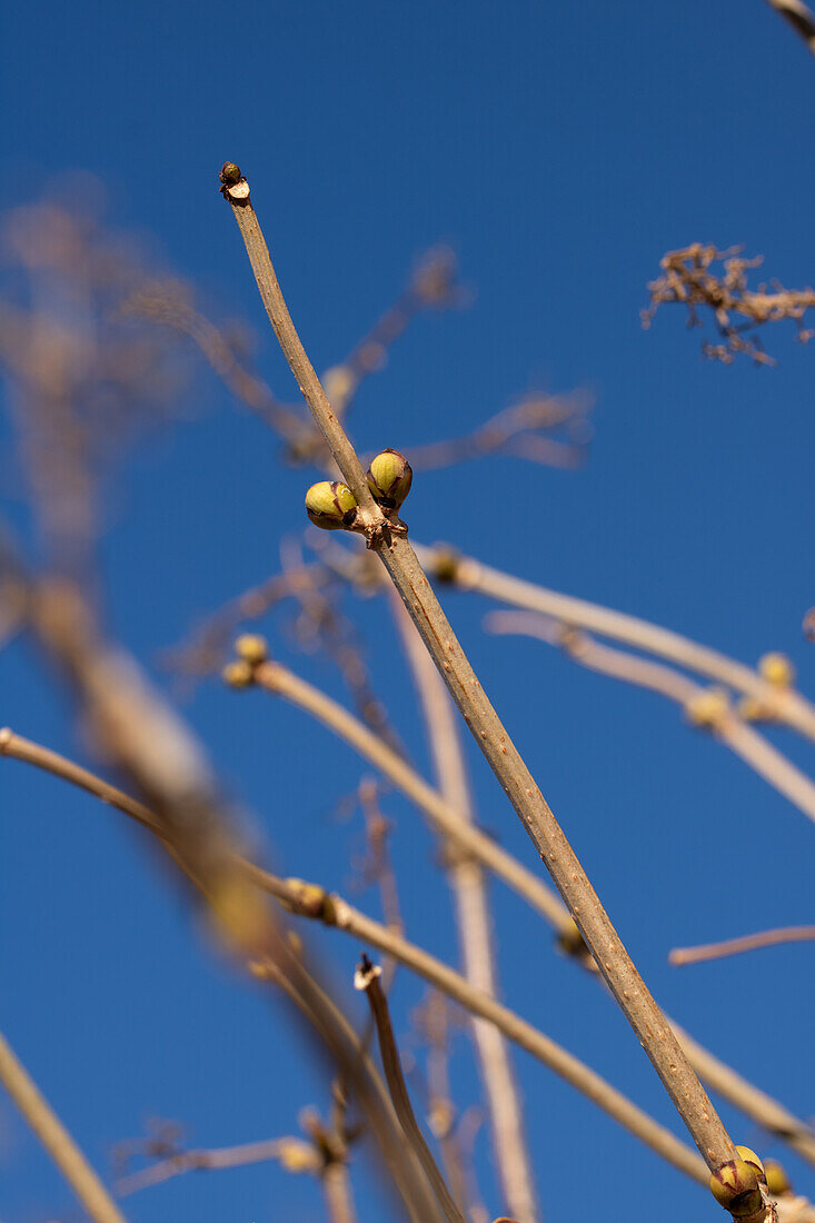  Buds of the common snowball (Viburnum opulus) in winter 