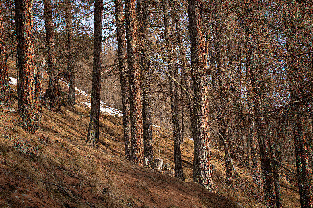  Larch forest (Larix decidua) in winter without snow, Valmüstair, Graubünden  