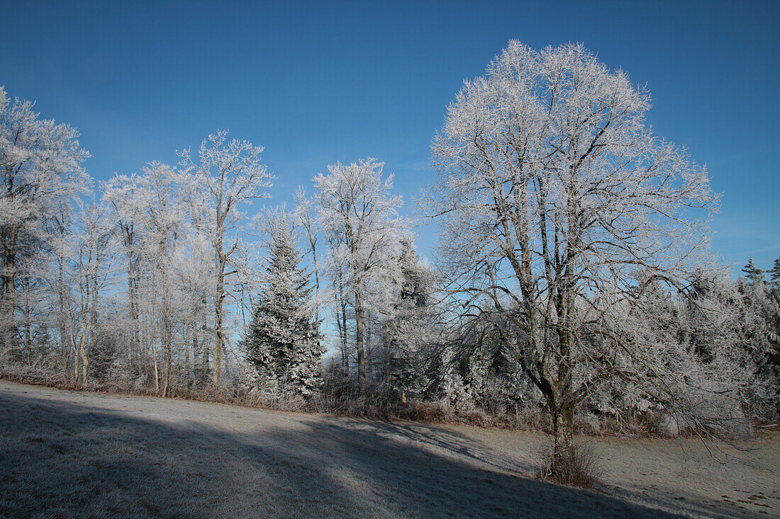 Wiese, Waldrand und Linde (Tilia) mit Raureif.