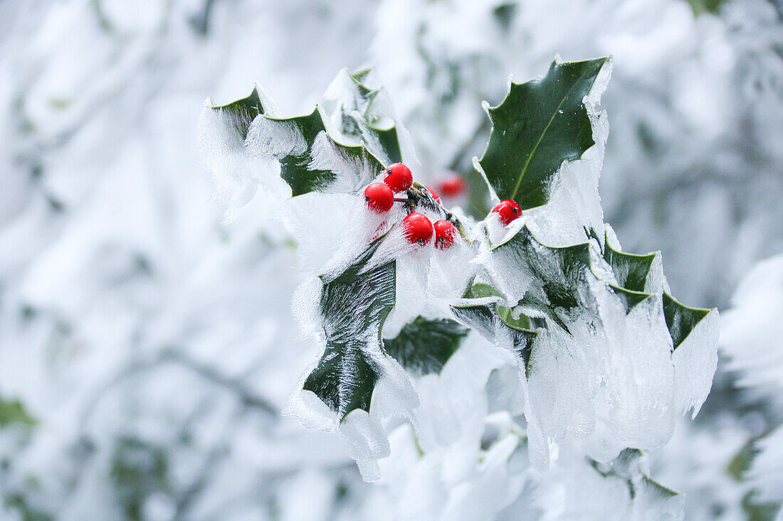 Stechpalme (Ilex aquifolium) mit Rauhreif