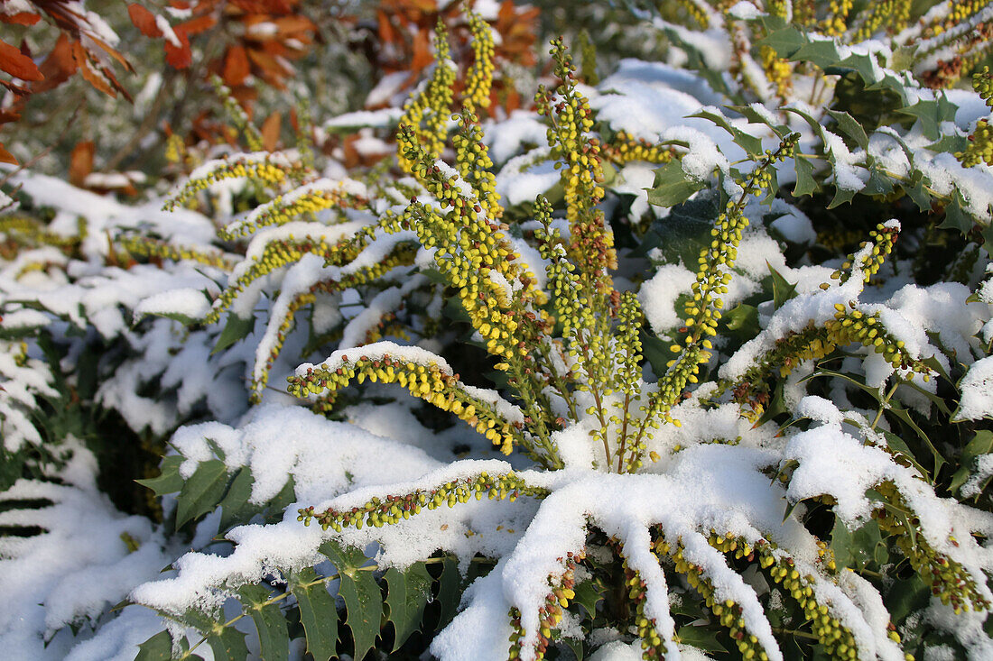 Winterblühende Mahonie (Mahonia x media ‚Wintersun‘) im Schnee