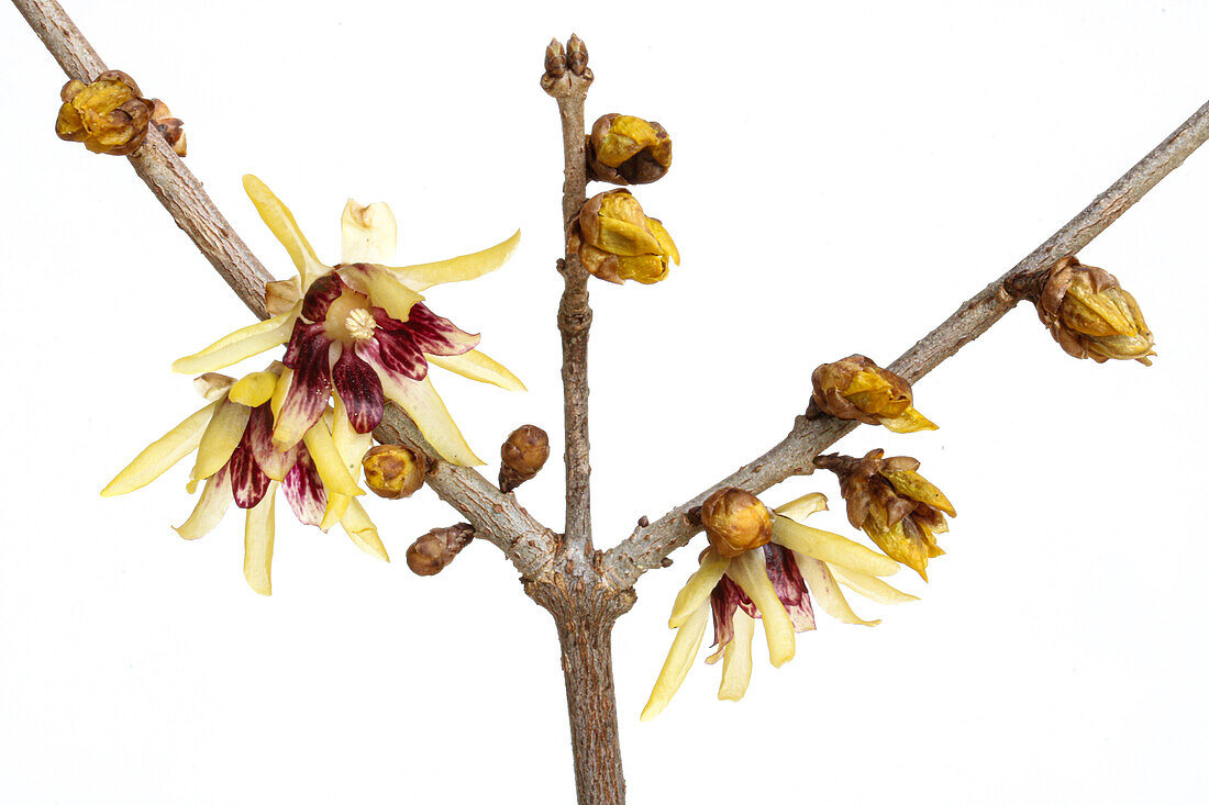 Blüten der chinesischen Winterblüte (Chimonanthus praecox) vor weissem Hintergrund