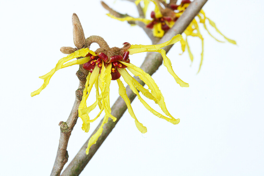 Blüten der Zaubernuss (Hamamelis x intermedia) vor weissem Hintergrund