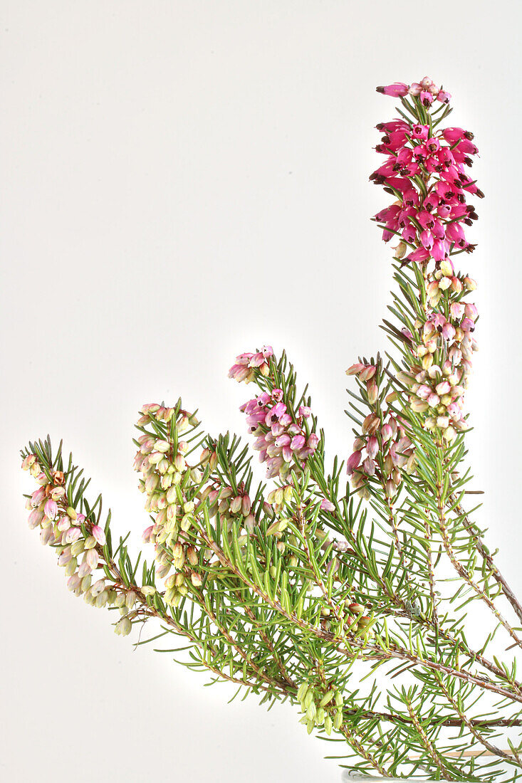  Pink snow heather in bloom (Erica carnea) against a white background  