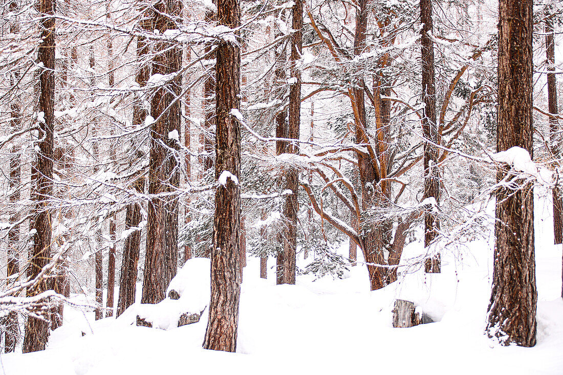  Winter forest with larch (Larix decidua) and Scots pine (Pinus sylvestris) 