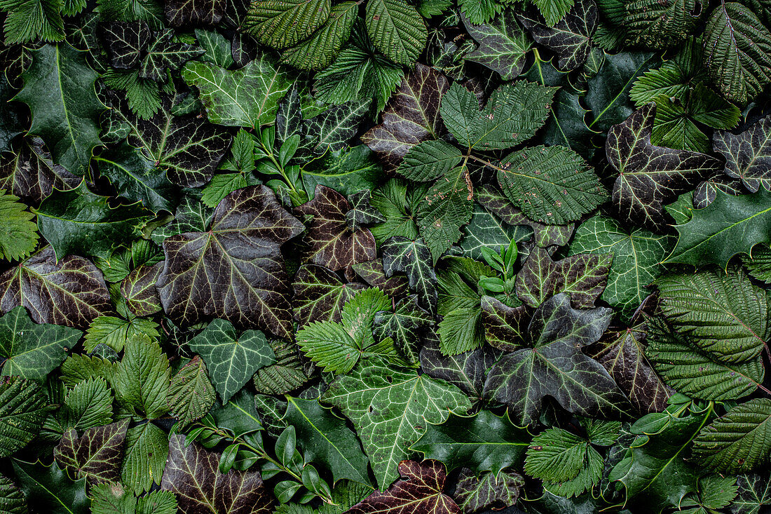 Winterliches Grün mit Efeu (Hedera helix) Brombeeren (Rubusarmeniacum) Buchs (Buxus sempervirens), Stechplame (Ilex aquifolium) und Erdbeere (Fragaria vesca)