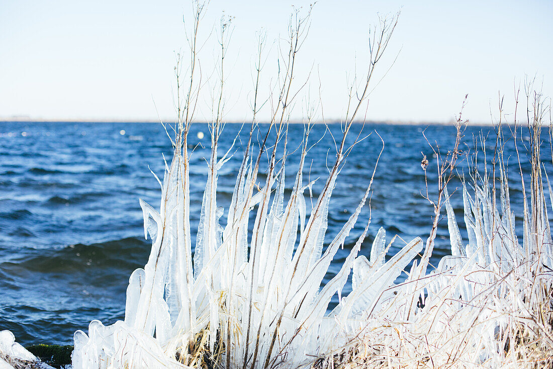 Reeuwijk, Niederlande, Gräser mit Eisschicht. Zugefrorener See