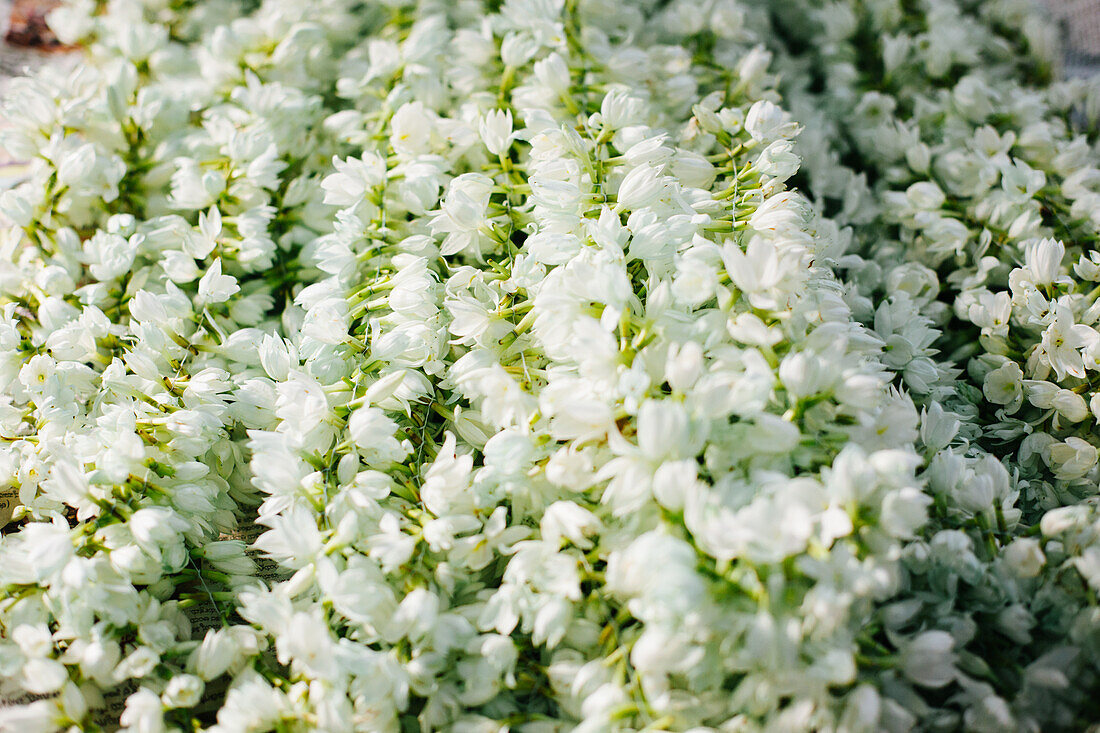 Pune, Indien, Blumen auf dem Blumenmarkt, Jasmin