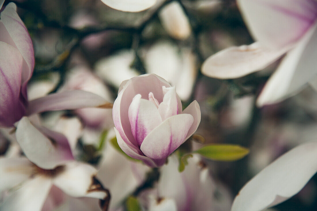  Die Niederlande, Magnolie im Frühling 