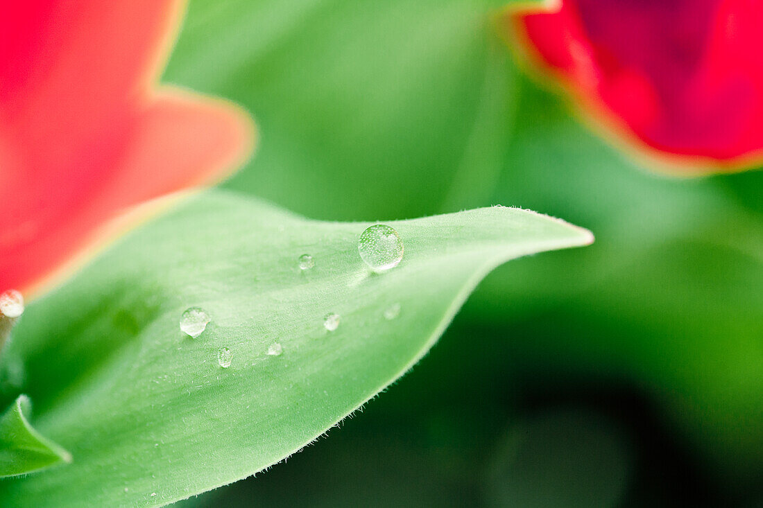  Noordwijk, Niederlande, Tulpen, Regentropfen 