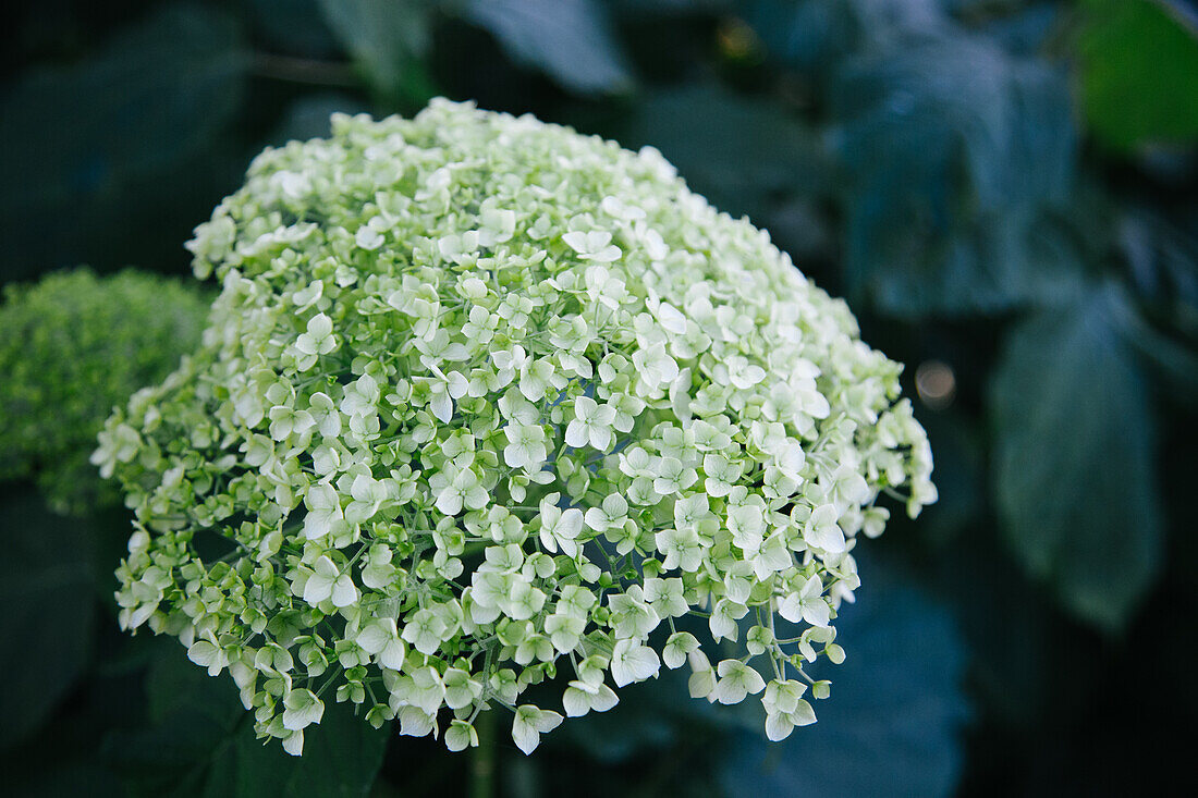  Niederlande, Blumen, Weiß, Hortensie 