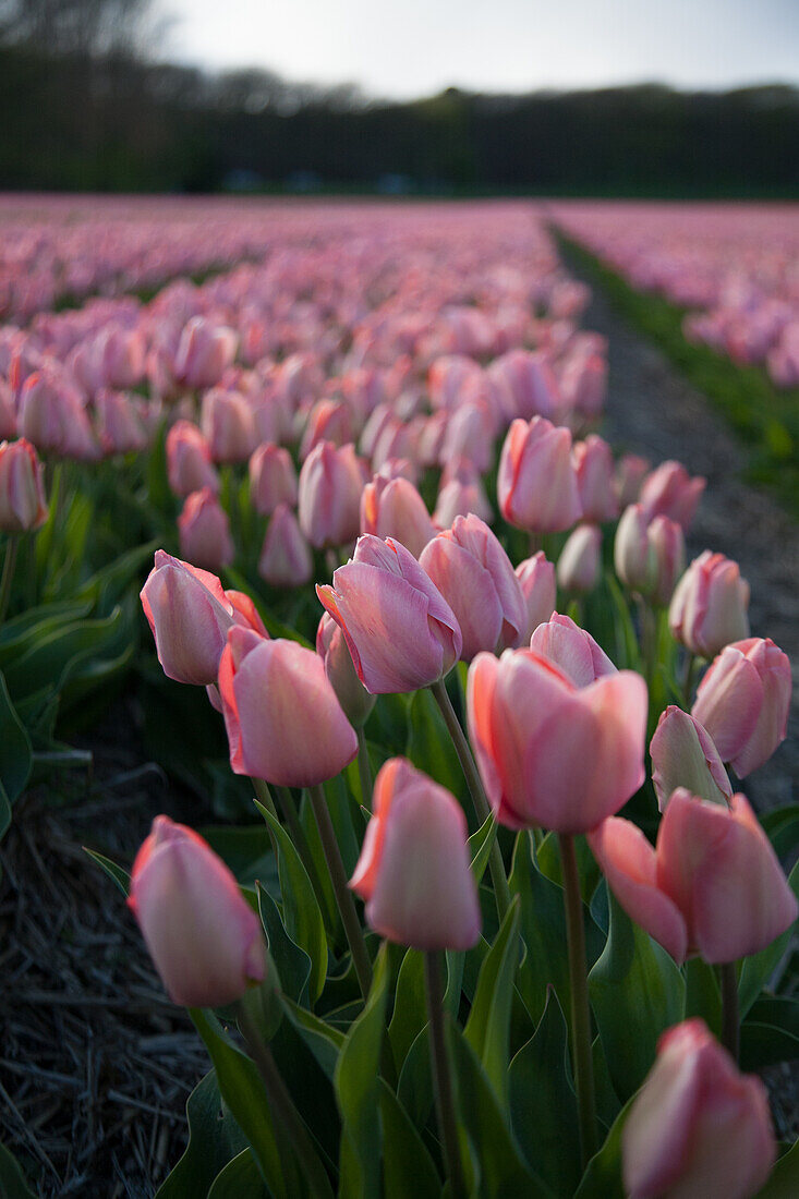  Noordwijk, Niederlande, Tulpenfelder, rosa Tulpen bei Sonnenuntergang 