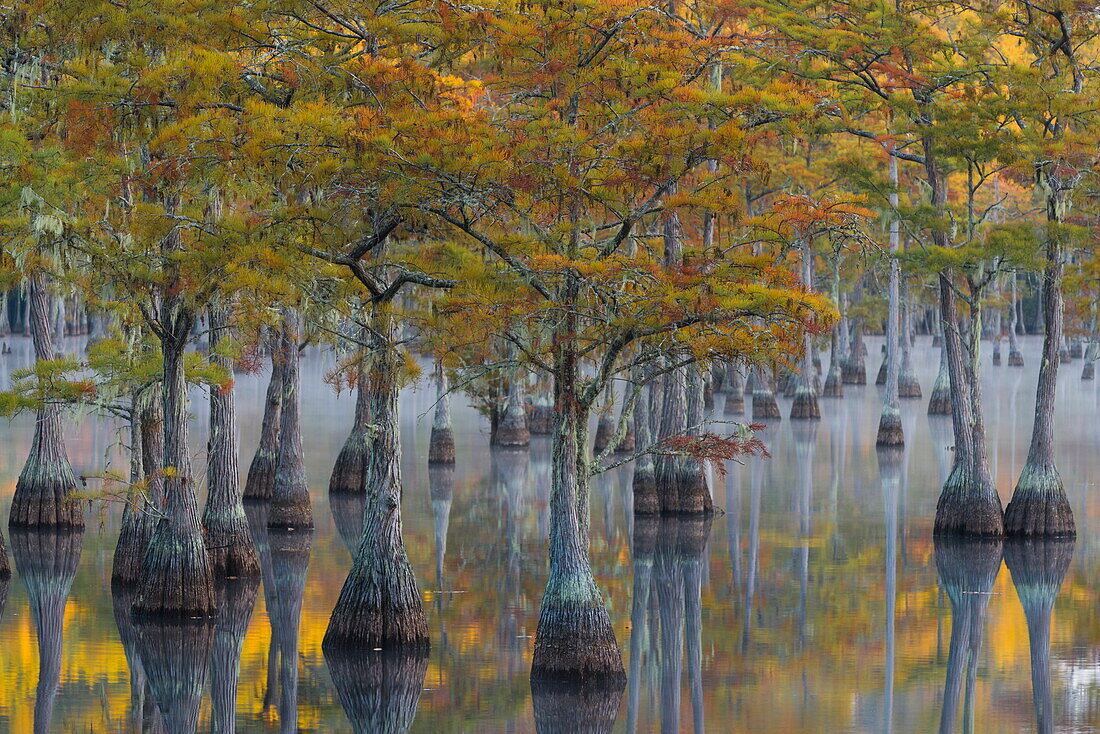  Sumpfzypressen (Taxodium distichum) im Herbst, George L. Smith State Park, Georgia 