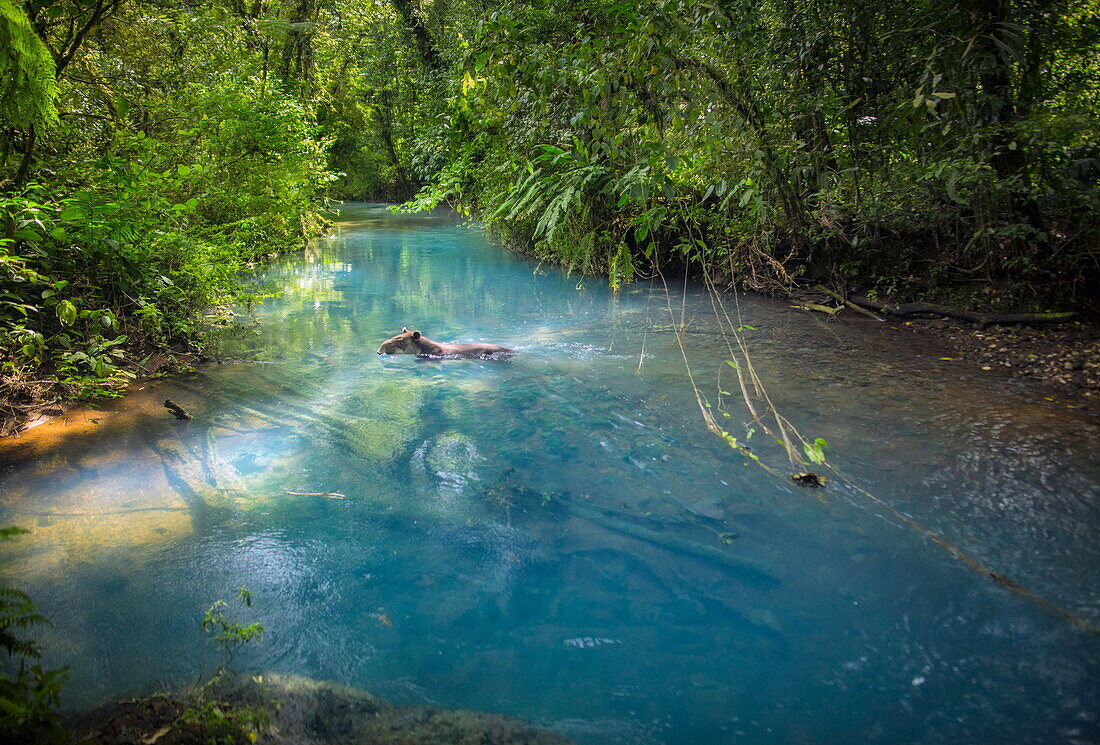 Bairds Tapir (Tapirus bairdii) schwimmt durch den Fluss im Regenwald, Celeste River, Tenorio Volcano Nationalpark, Costa Rica