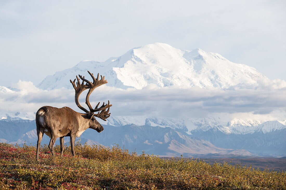  Karibu (Rangifer Tarandus) Bulle in der Tundra, Denali Nationalpark, Alaska 