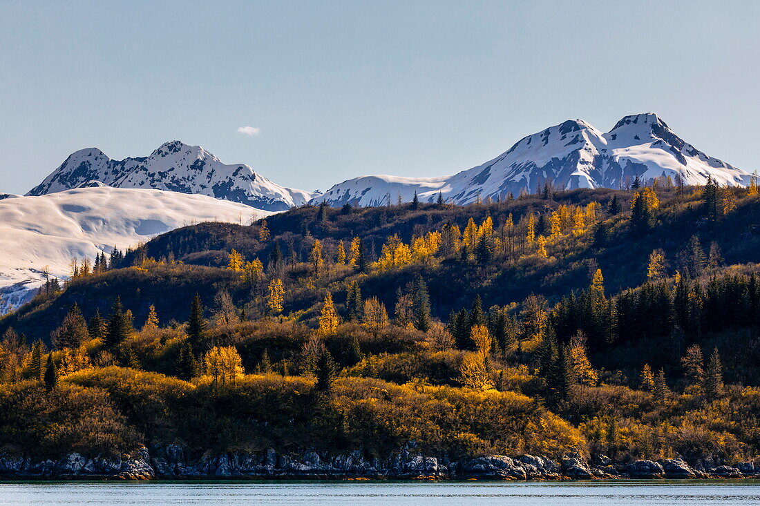  Taiga und schneebedeckte Küstenberge im Herbst, Glacier-Bay-Nationalpark, Alaska 