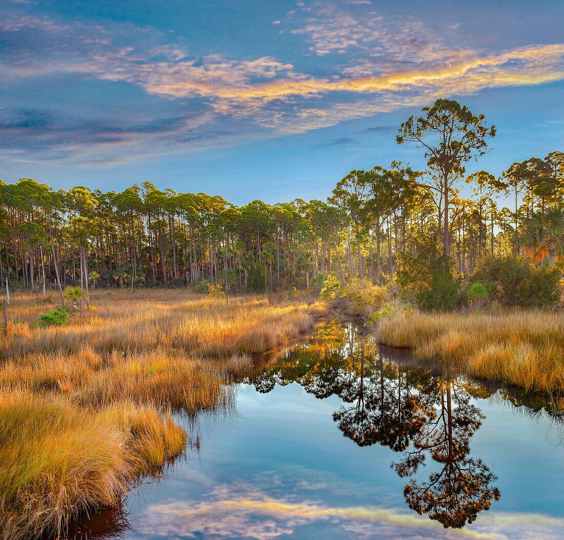  Sumpf und Bäume bei Sonnenaufgang, Saint Joseph Peninsula, Florida 