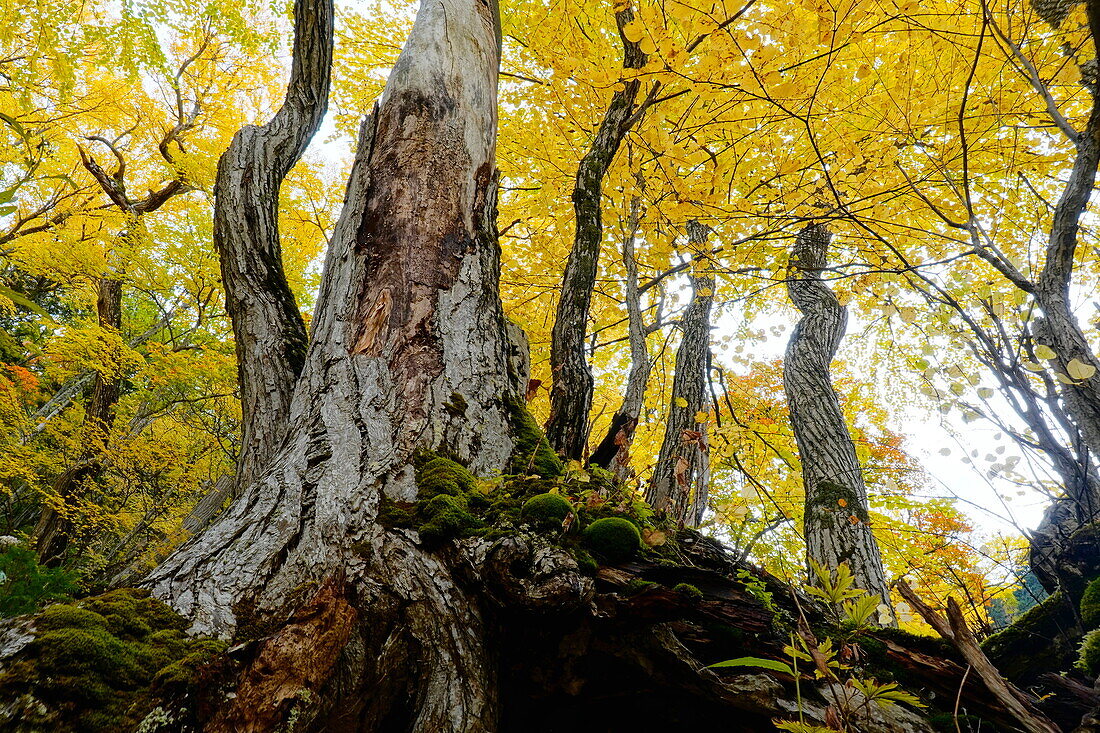  Katsura-Baum (Cercidiphyllum japonicum) Wald im Herbst, Hokkaido, Japan 