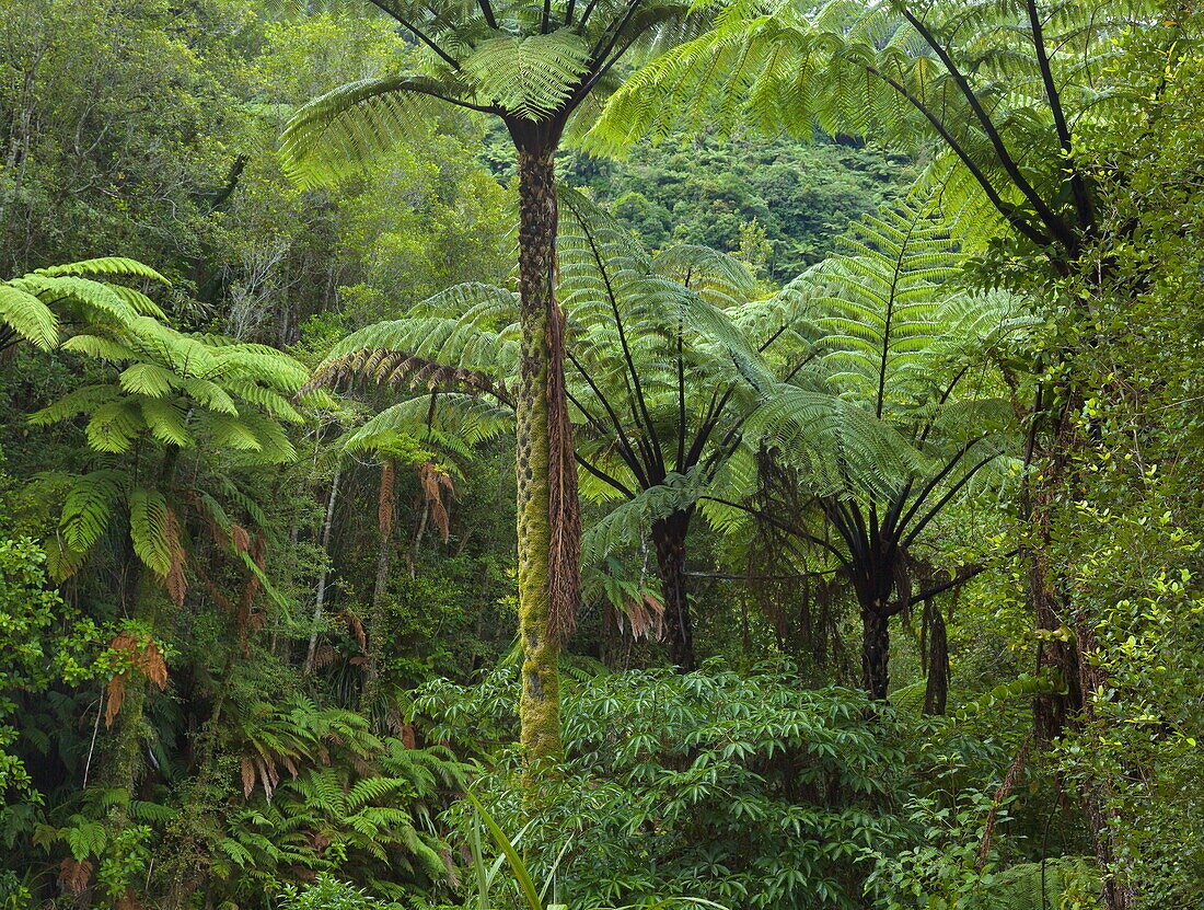  Silberner Baumfarn (Cyathea dealbata), Südinsel, Neuseeland 