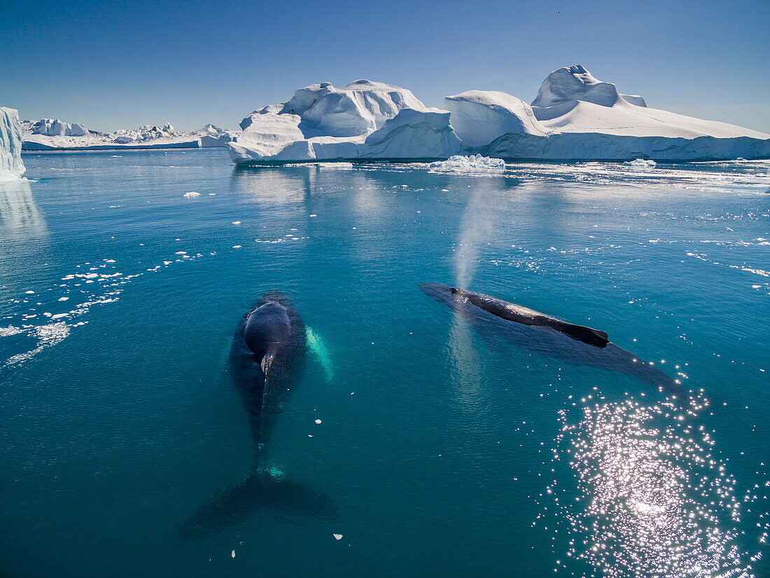  Buckelwal (Megaptera Novaeangliae) Mutter und Kalb, Diskobucht, Ilulissat, Grönland 