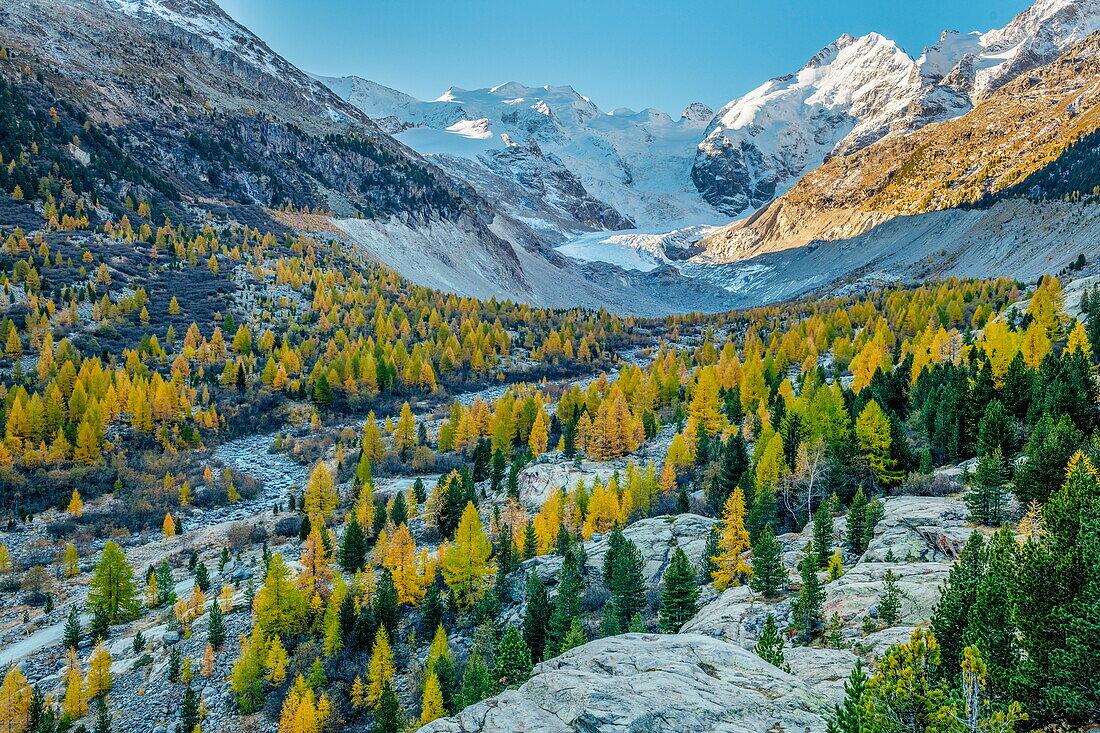  Europäische Lärche (Larix Decidua) Bäume im Tal im Herbst, Alpen, Schweiz 