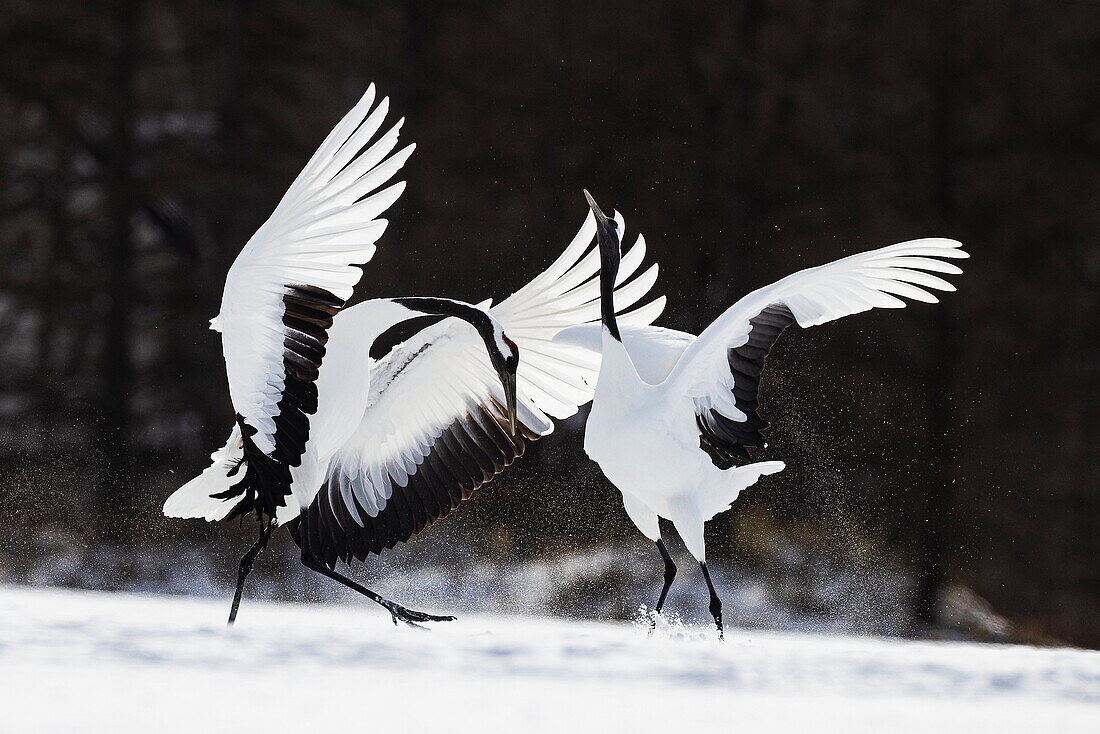 Mandschurenkranich (Grus japonensis) Paar beim Balztanz, Hokkaido, Japan