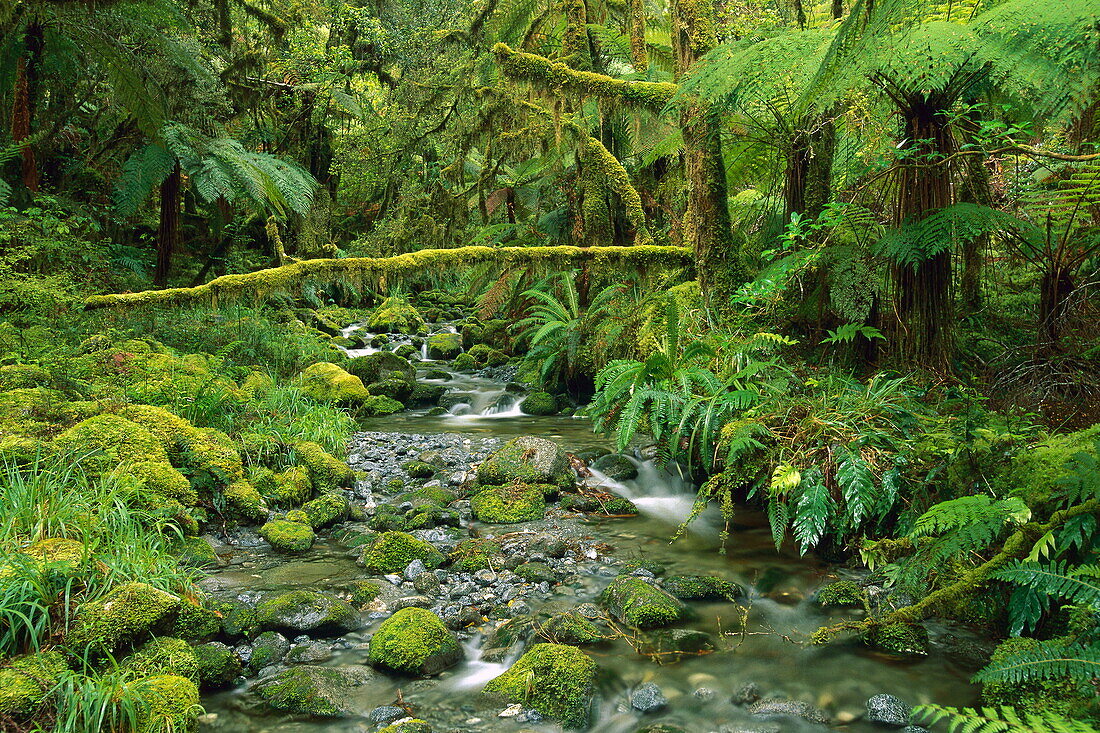 Bach fließt durch Regenwald, Fjordland-Nationalpark, Neuseeland