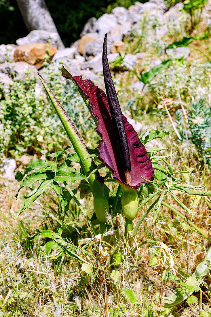  flowering common dragonwort (Dracunculus vulgaris, Arum drancunculus, snakewort) on the island of Kos in Greece 