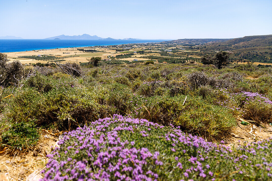  View over blooming thyme heath and yellow fields on Kardamena on the south coast of the island of Kos and the distant island of Nissiros (Nyssiros) in Greece 