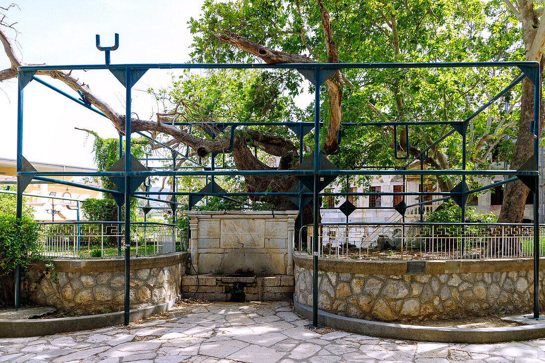  Hippocrates&#39; plane tree with steel framework and fountain in Kos Town on the island of Kos in Greece 