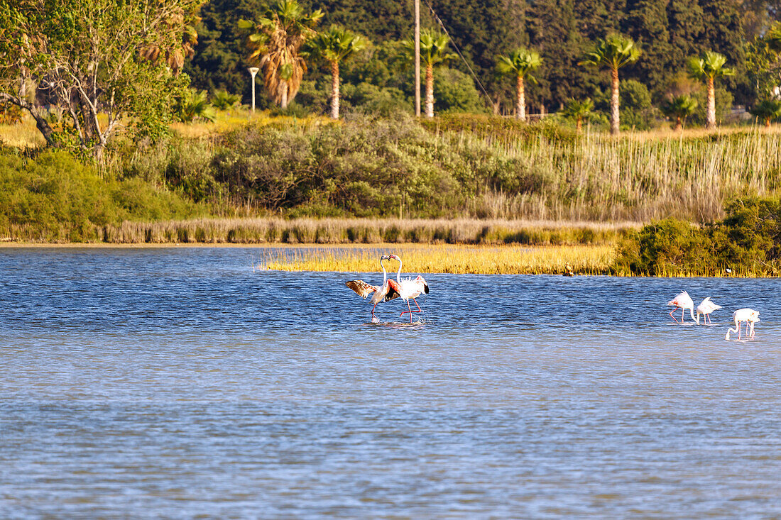  Flamingos in the Psalidi Wetland Nature Reserve on the island of Kos in Greece 