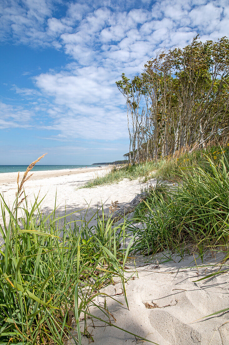  Weststrand, Darß, Fischland, Baltic Sea, Ahrenshoop, Prerow, Mecklenburg-Western Pomerania, Germany, Europe 