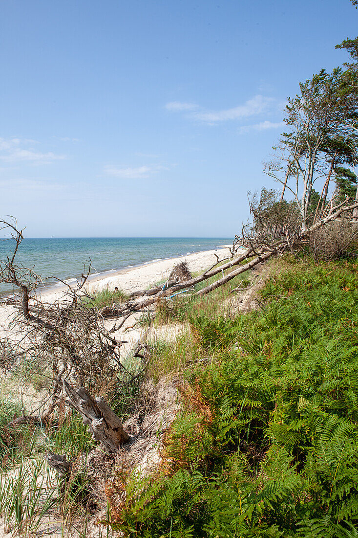  Darßer Weststrand, Fischland/Darß, Baltic Sea, Ahrenshoop, Prerow, Mecklenburg-Western Pomerania, Germany, Europe 