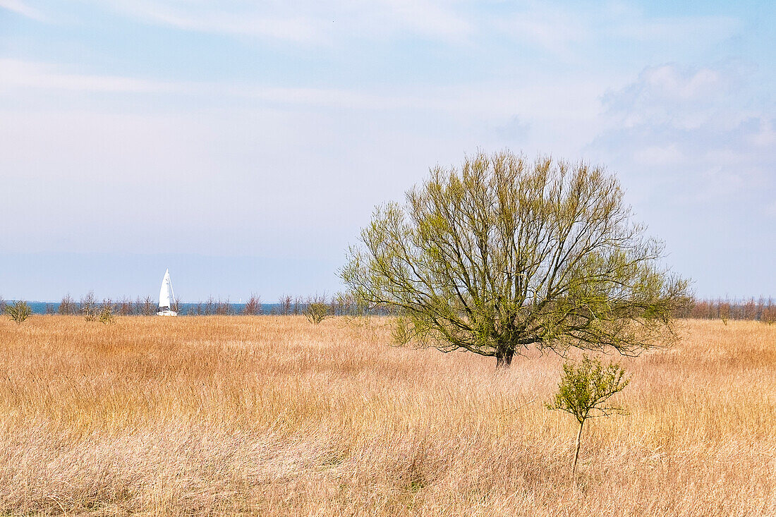 Natürliche Landschaft der Insel Tiengemeten mit einem Segelboot im Hintergrund, Niederlande, Europa.