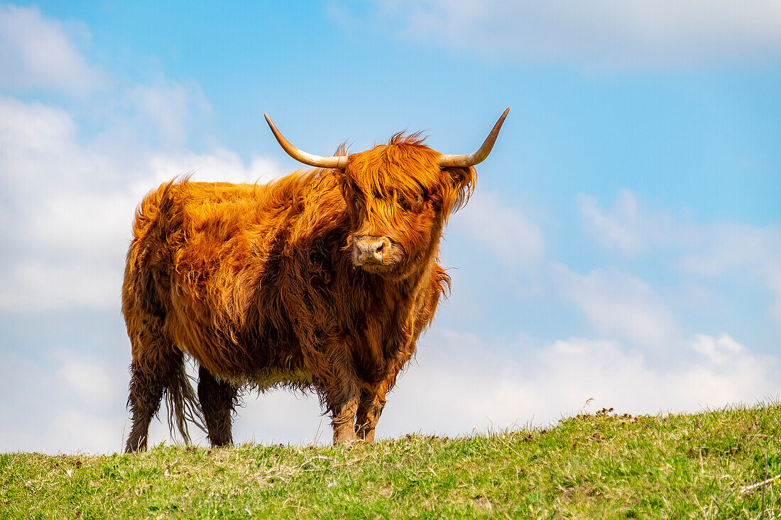 Highland cattle grazing on island Tiengemeten, The Netherlands, Europe.