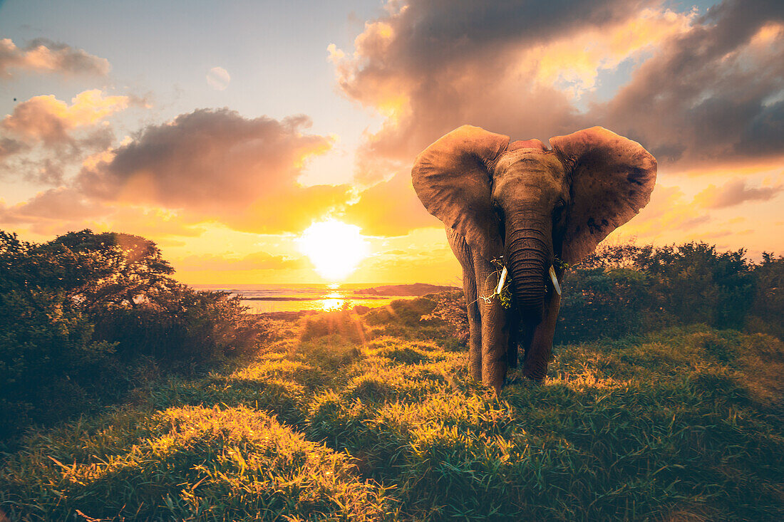  Elephant by the sea, Mauritius, Africa 