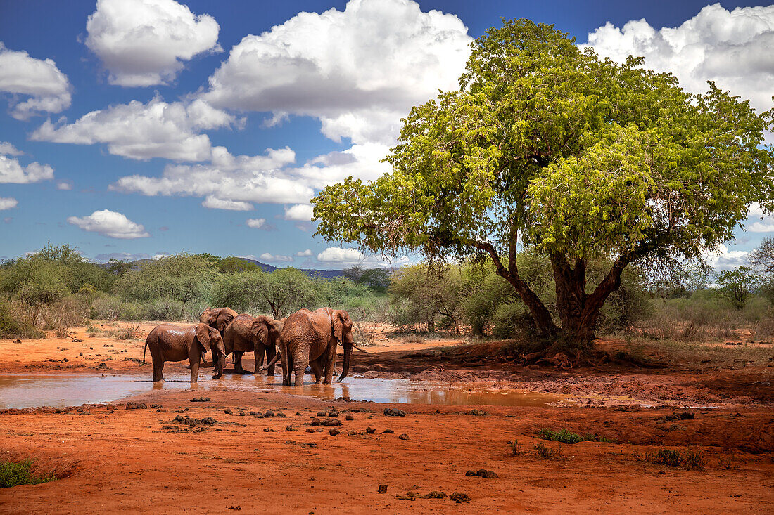  Herd of elephants at the waterhole in Tsavo National Park, Kenya, Africa 