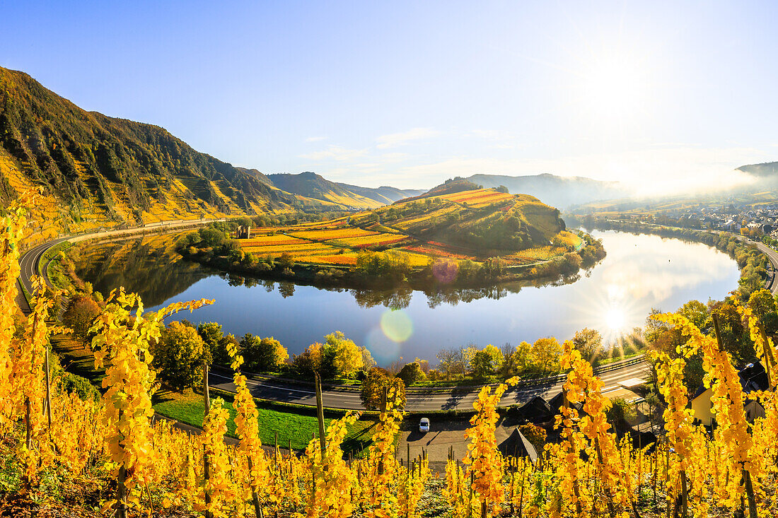  Vineyards, Moselle loops in autumn. Bremm. Rhineland-Palatinate, Germany, Europe 