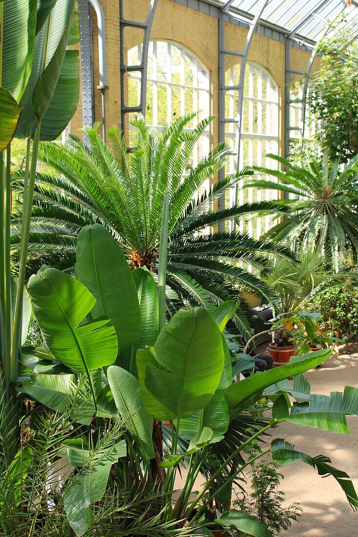 Gewächshaus im Hortus Botanicus Amsterdam, Niederlande