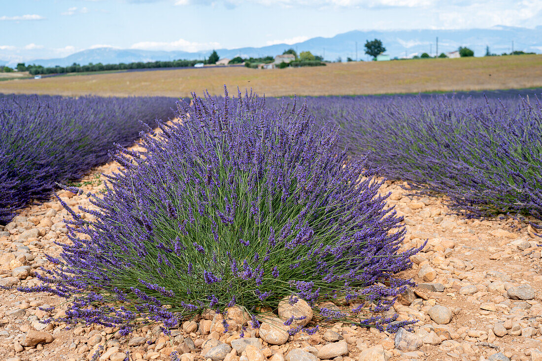  Lavender field on the high plateau near Valensole, Alpes-de-Haute-Provence, France 