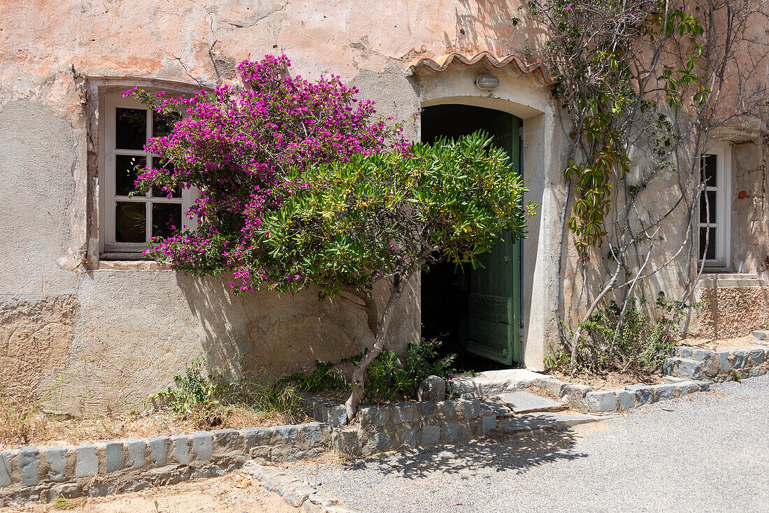 Zwei Bäume kreuzen sich, Zitadelle, Saint Tropez, Provence-Alpes-Côte d’Azur, Frankreich