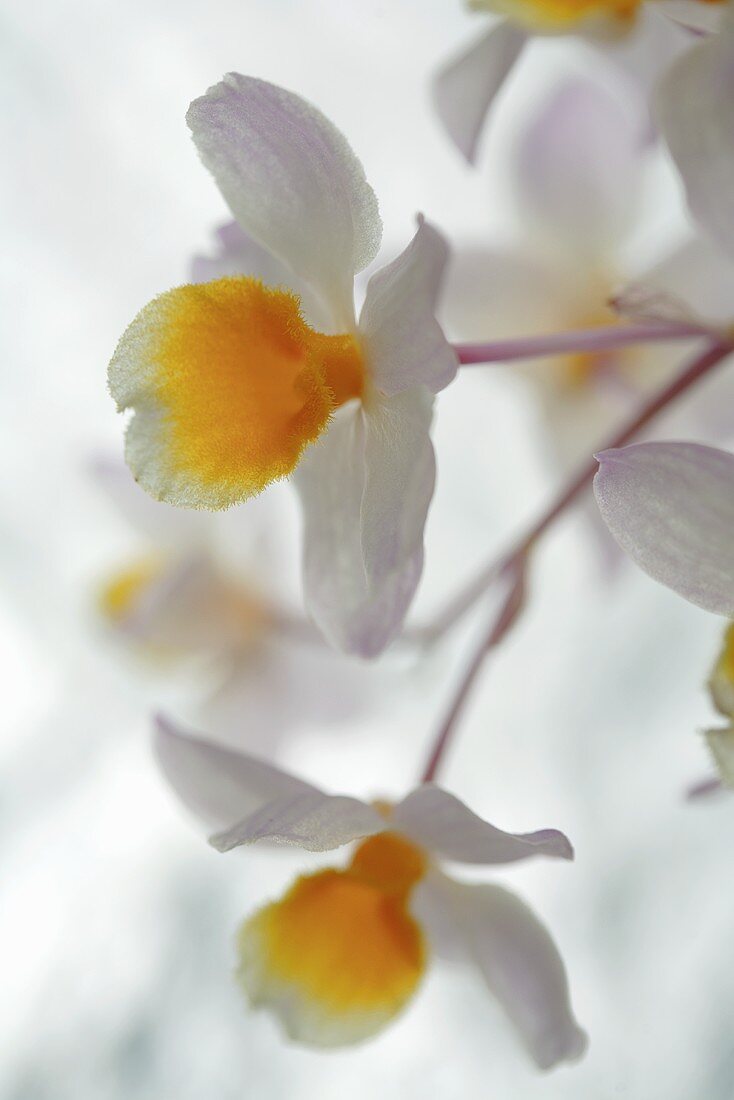 White orchid