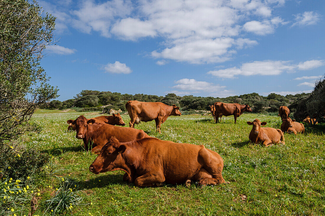  Menorquinische Kühe grasen, Es Tudons, Ciutadella, Menorca, Balearen, Spanien 