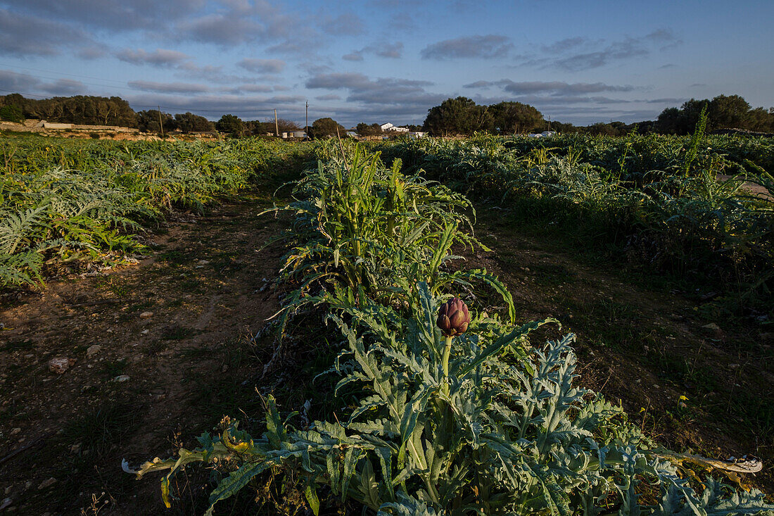 Feld mit Artischoken, Torello Amagat, Maó, Menorca, Balearen, Spanien