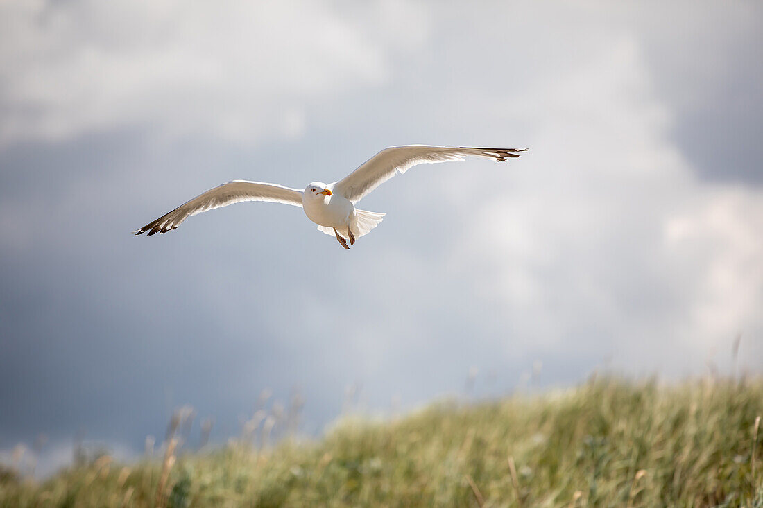 Möwe am Ostsseestrand, Ahrenshoop, Ostsee, Fischland, Darß, Zingst, Mecklenburg-Vorpommern, Landesteil Vorpommern, Deutschland, Europa