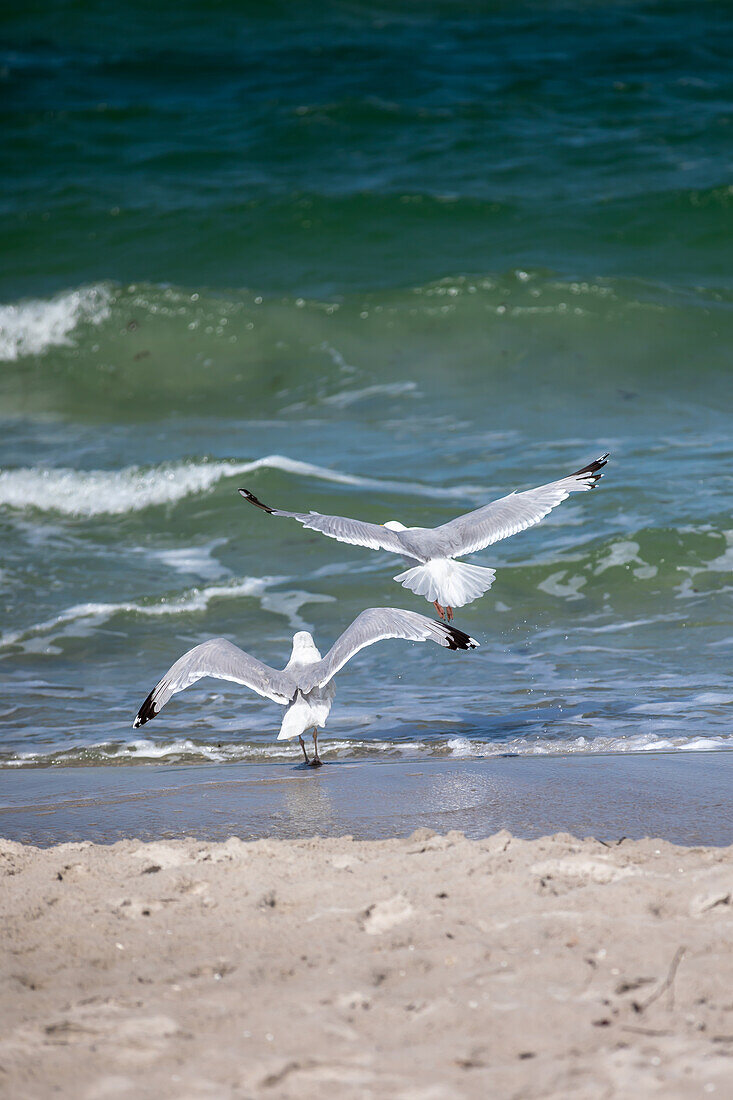 Möwen am Ostsseestrand, Ahrenshoop, Ostsee, Fischland, Darß, Zingst, Mecklenburg-Vorpommern, Landesteil Vorpommern, Deutschland, Europa