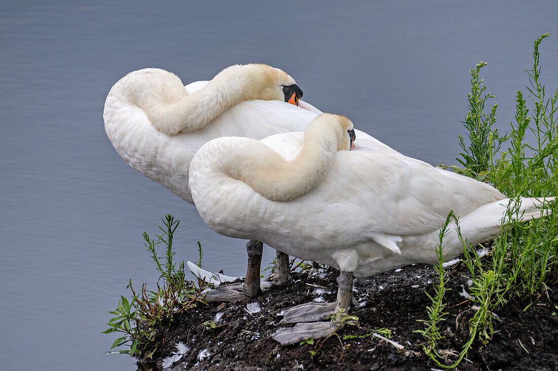 Two swans sleeping on the shore