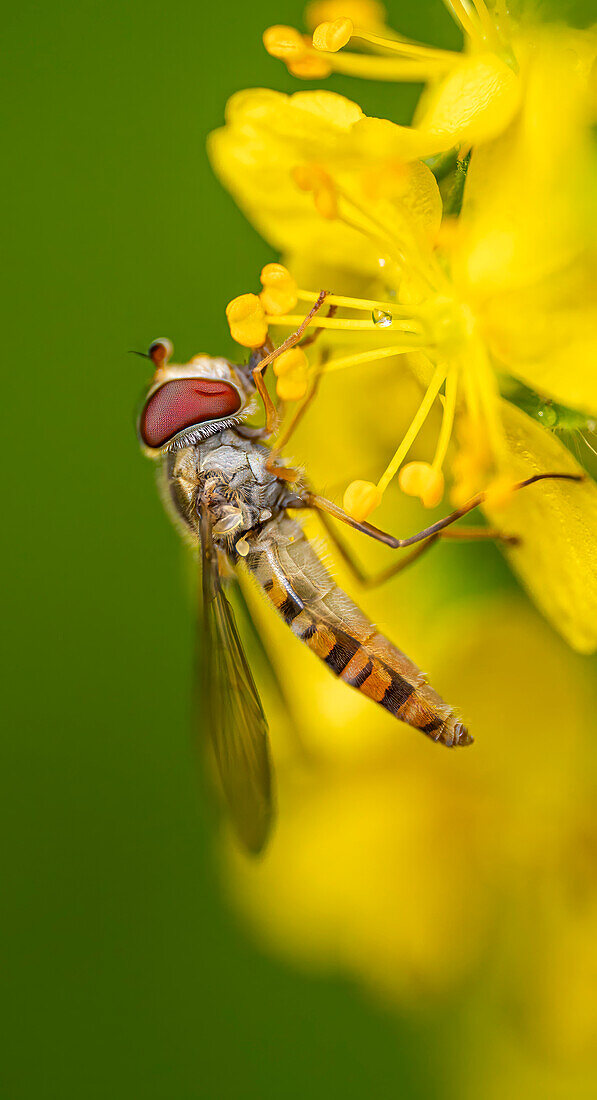 Eine Winter-Schwebfliege an einer gewöhnlichen Goldrute, Bayern, Deutschland