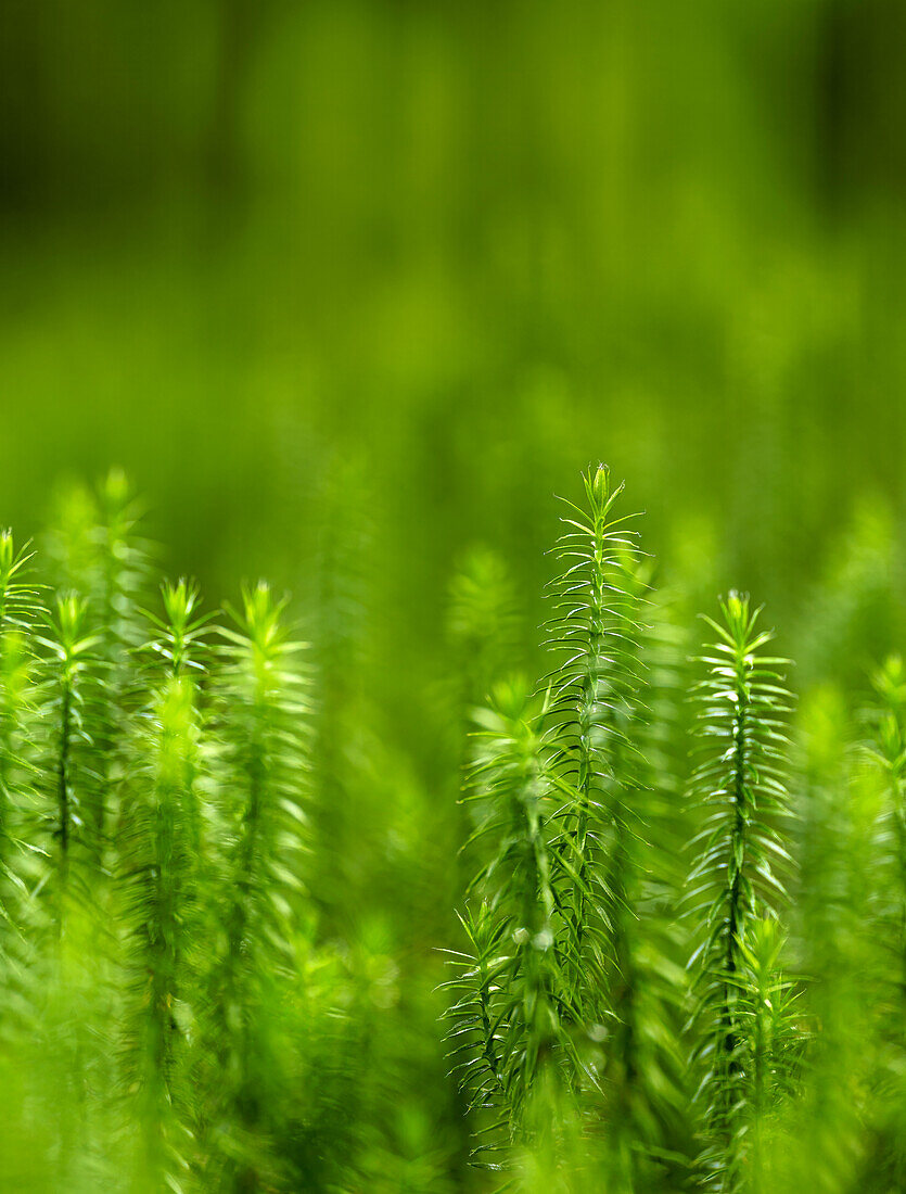  Forest in the forest, sprouting clubmoss in a spruce forest, Bavaria, Germany 