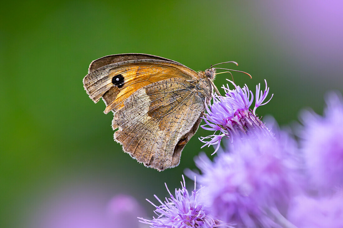 Schmetterling, Kaisermantel an einer Kratzdistel, Bayern, Deutschland